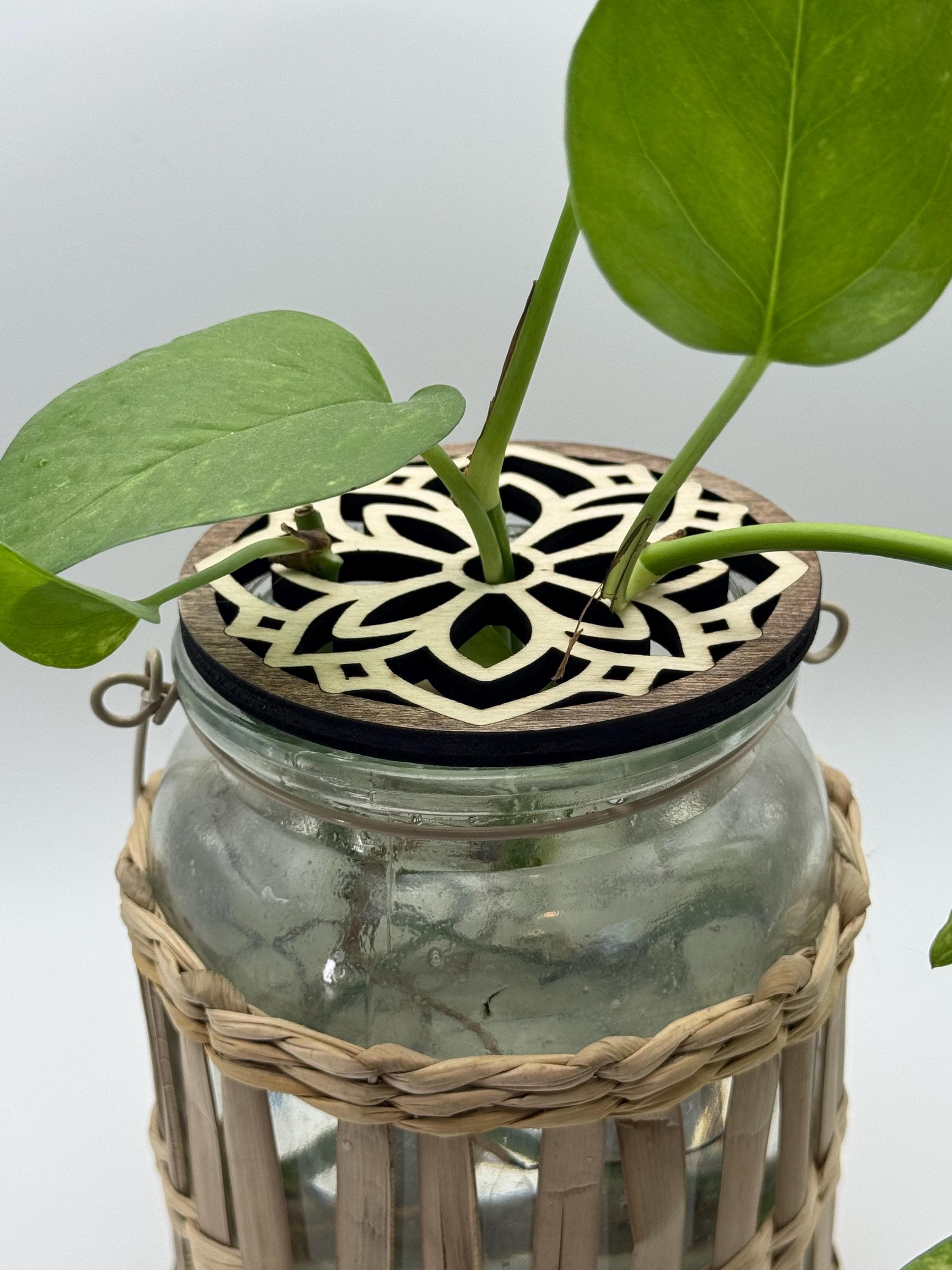 Prop Top | Wood Propagation Jar Topper | Indoor Plant Support | Coaster